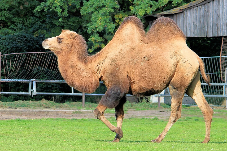 camel 1423913 960 720